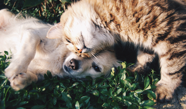 Homeopathic Options for Pet Owners